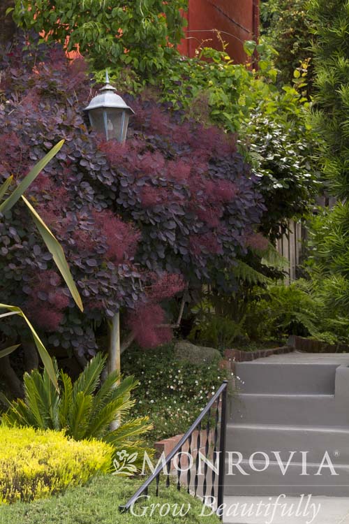 Cotinus | Royal Purple Smokebush - 3 Gallon