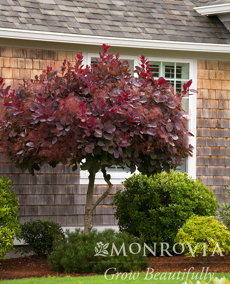 Cotinus | Royal Purple Smokebush - 5 Gallon