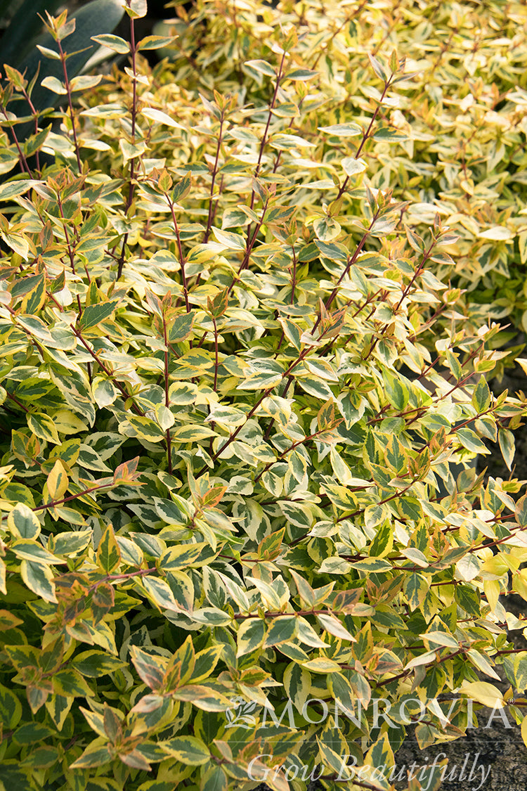 Abelia | Kaleidoscope Abelia - 2 Gallon
