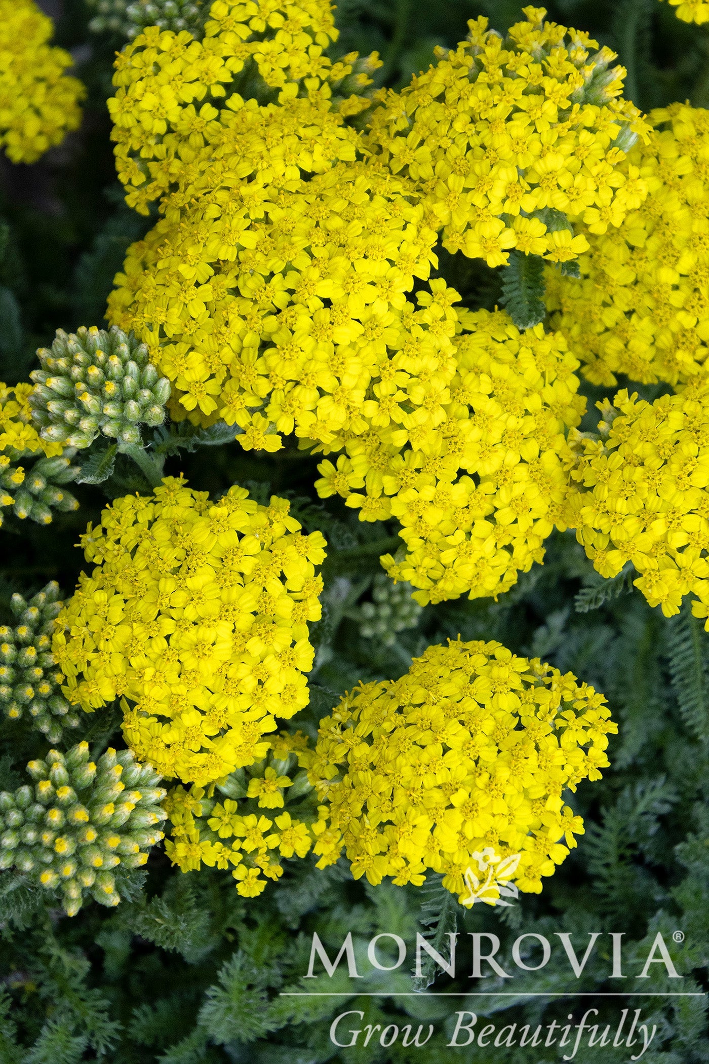 Achillea | Desert Eve Yarrow | Yellow - 1 Gallon