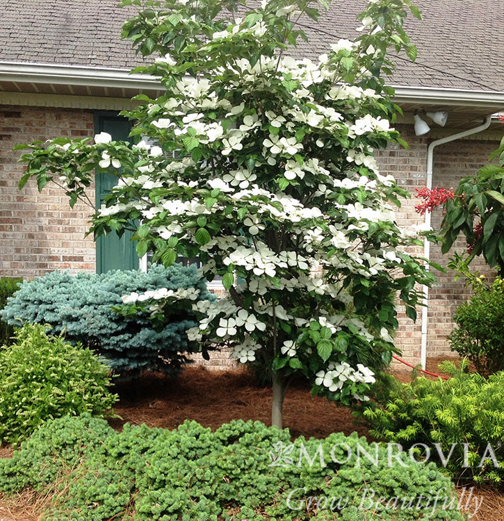 Cornus | Venus Dogwood - 7 Gallon
