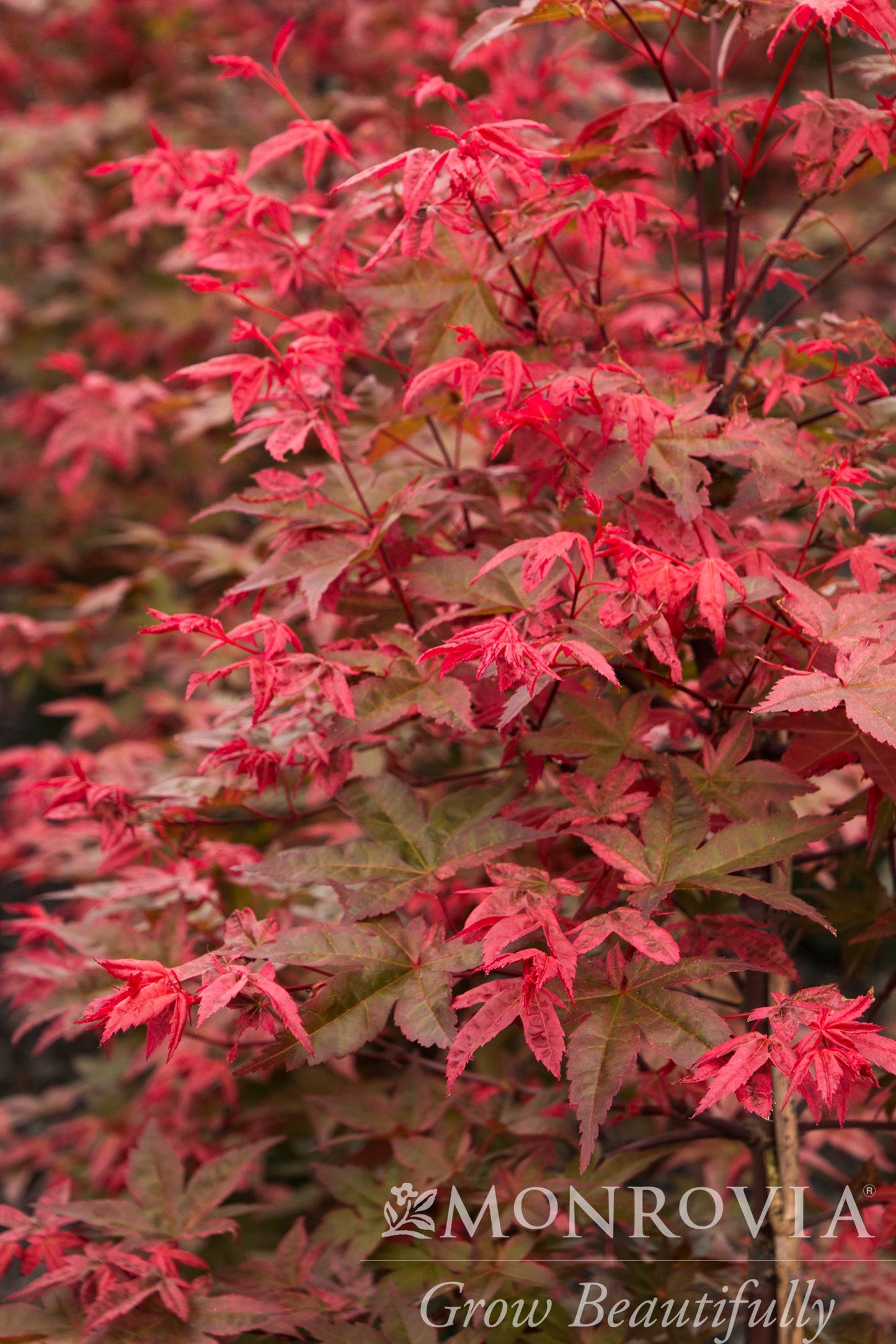 Acer | Shin Deshojo Japanese Maple - 1 Gallon
