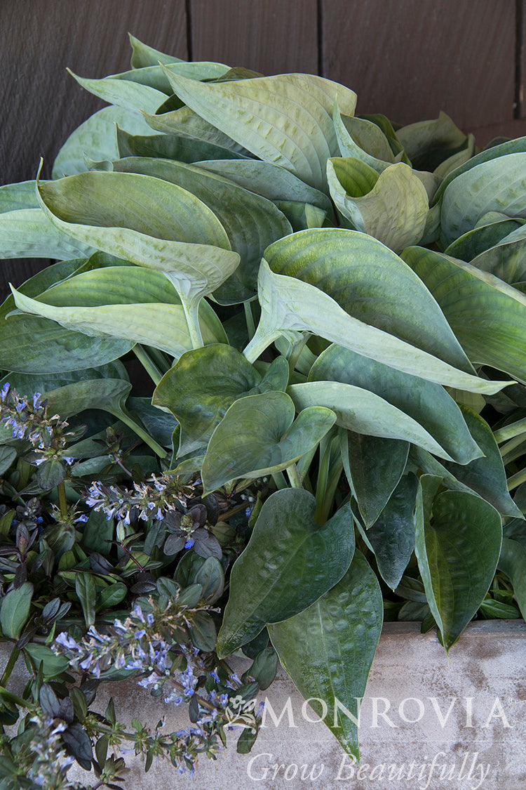 Hosta | Abiqua Drinking Gourd Hosta - 1 Gallon