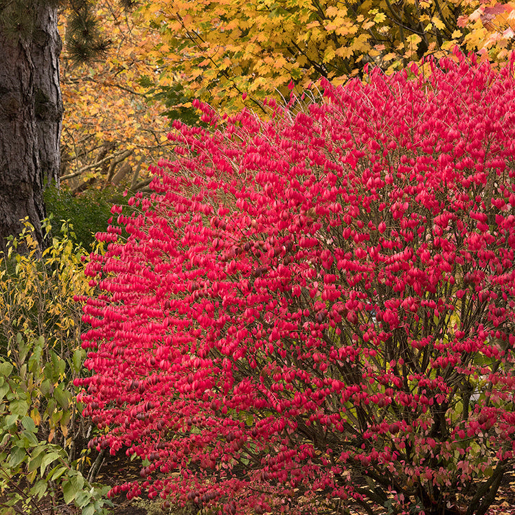Euonymus | Burning Bush - 3 Gallon