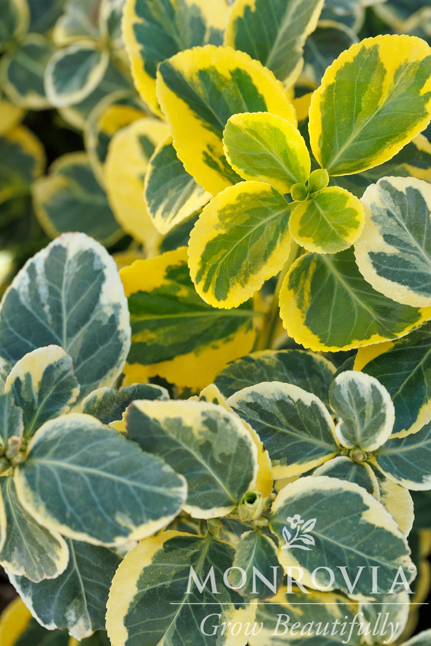 Euonymus | Canadale Gold Wintercreeper