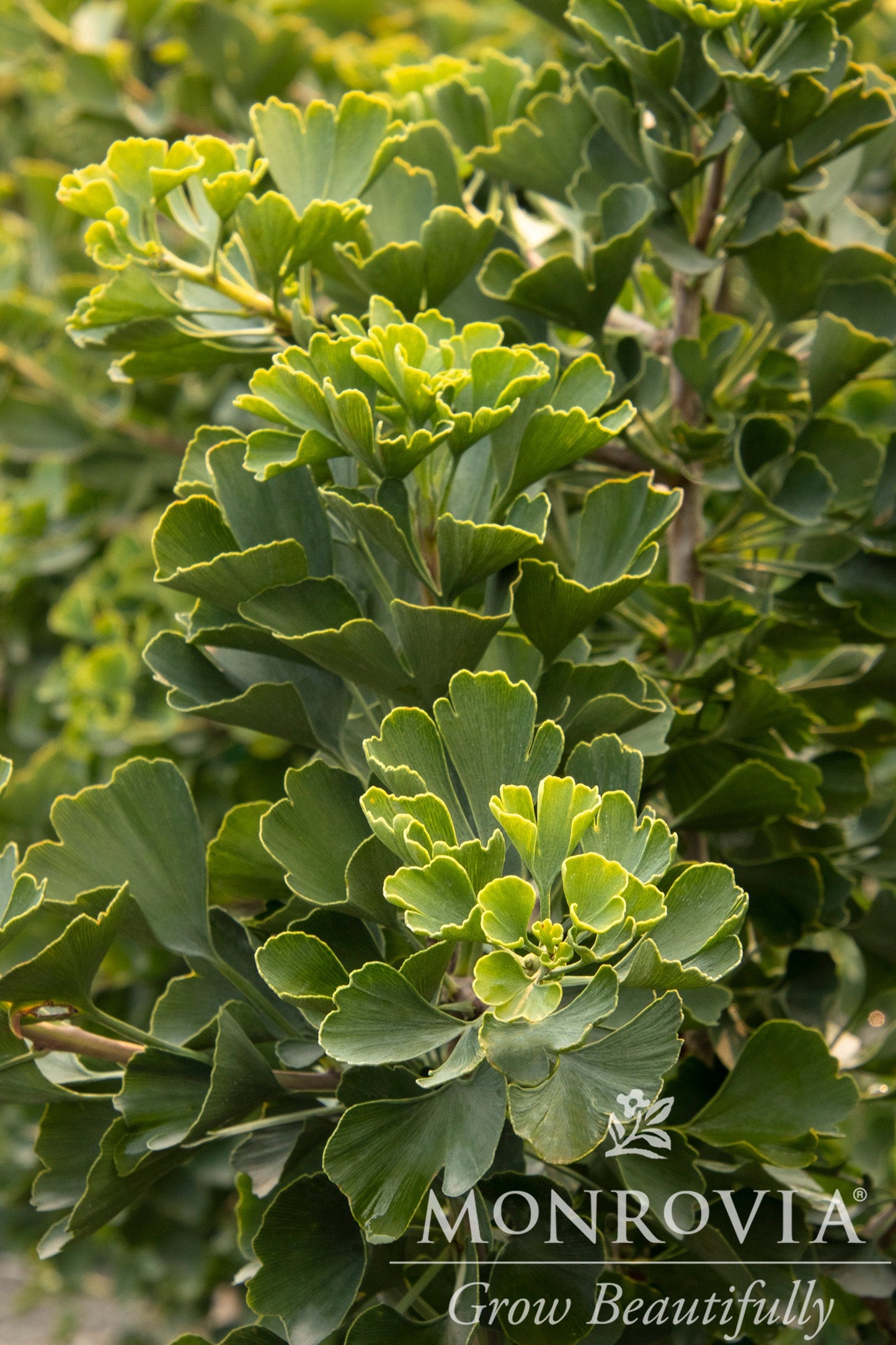 Ginkgo | Jade Butterflies Ginkgo - 6 Gallon