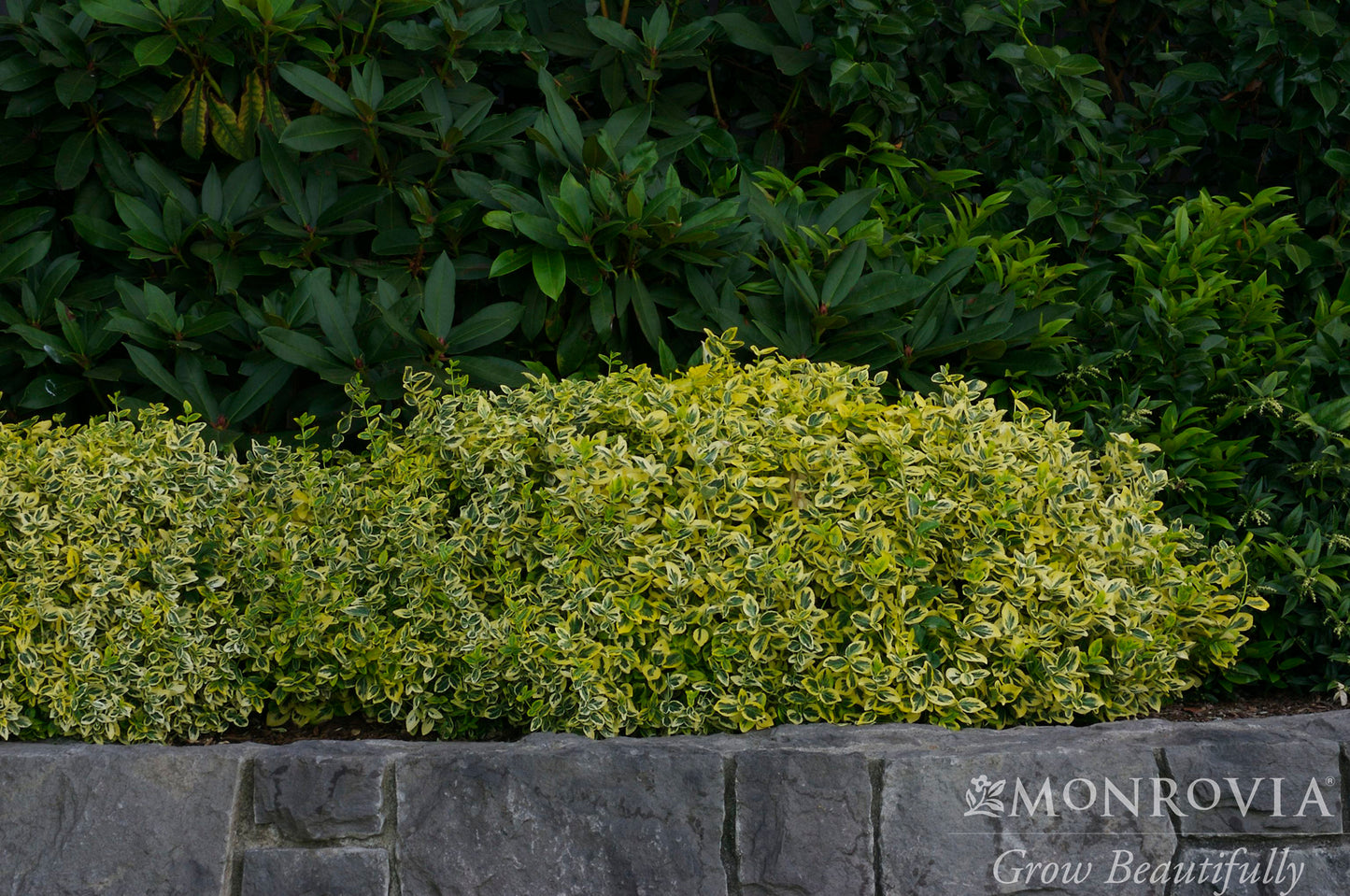 Euonymus | Emerald 'n' Gold Wintercreeper