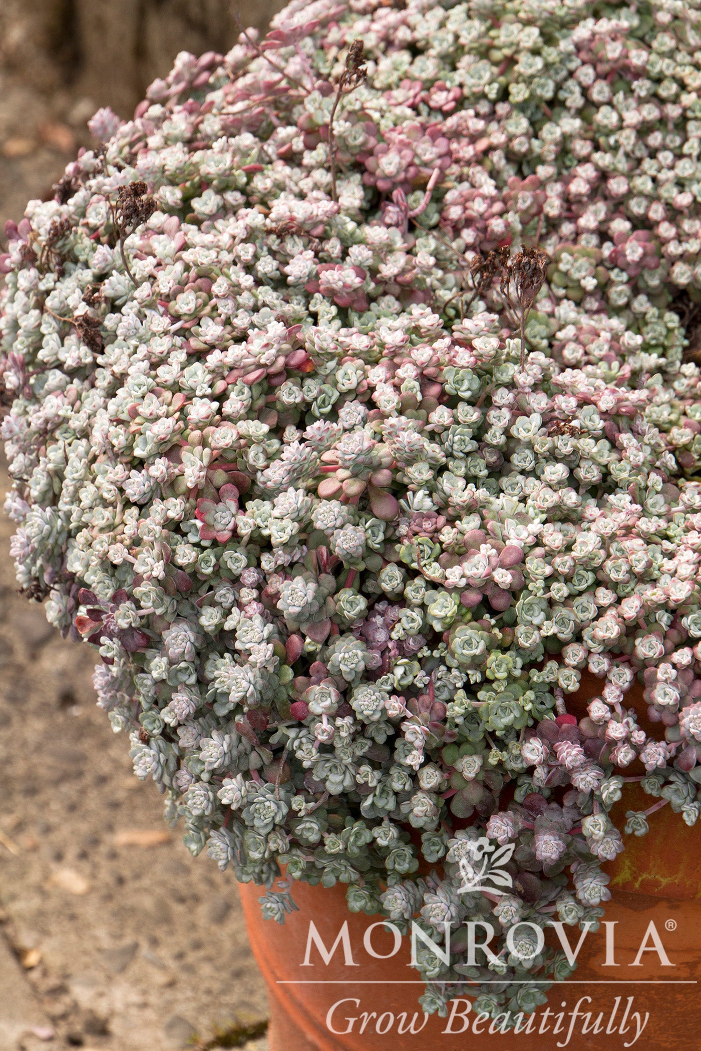 Sedum | Cape Blanco