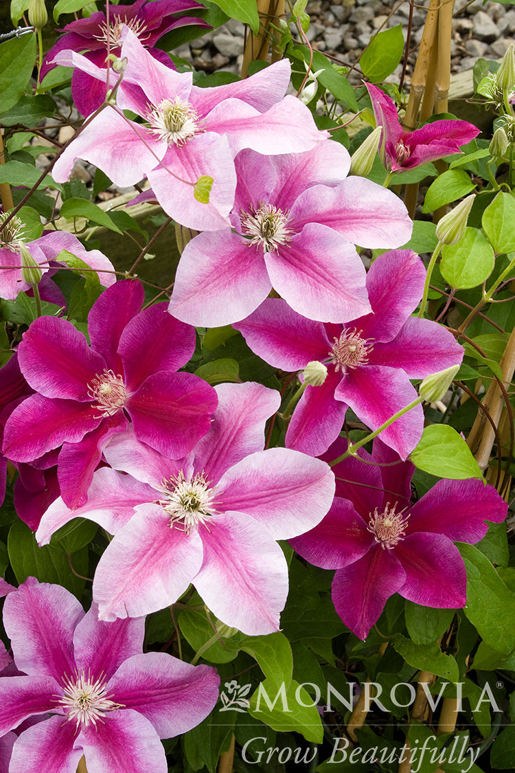 Clematis | Kilian Donahue Clematis - 1 Gallon