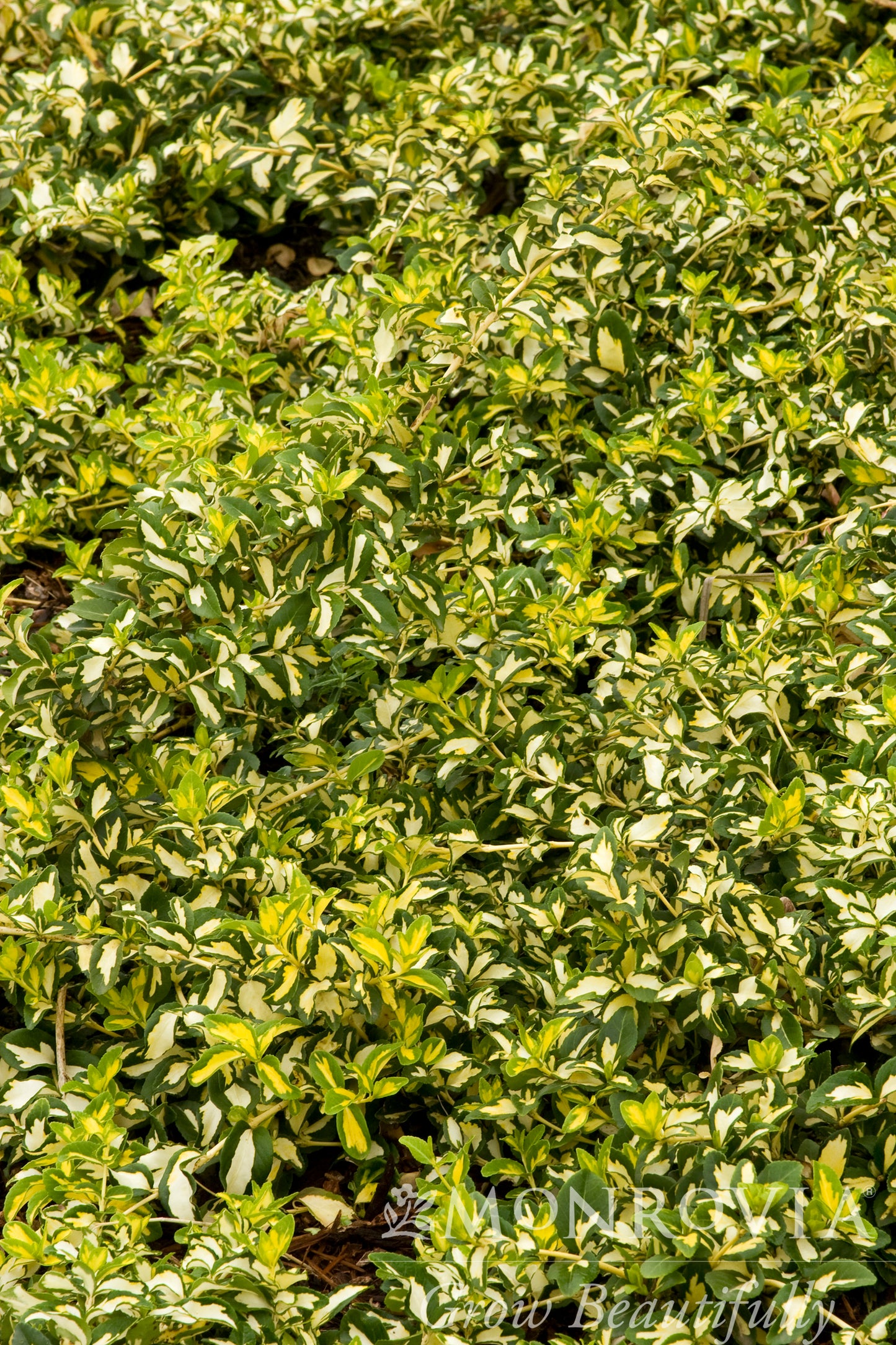 Euonymus | Moonshadow Wintercreeper