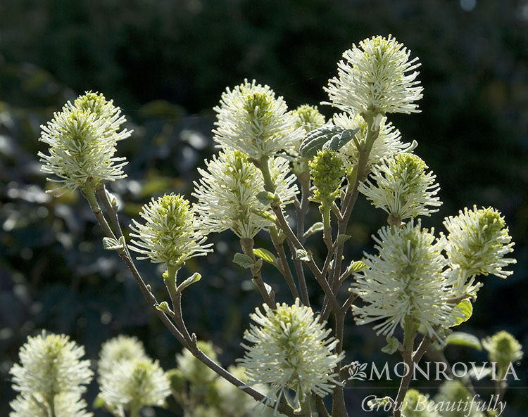 Fothergilla | Mount Airy Fothergilla - 2 Gallon