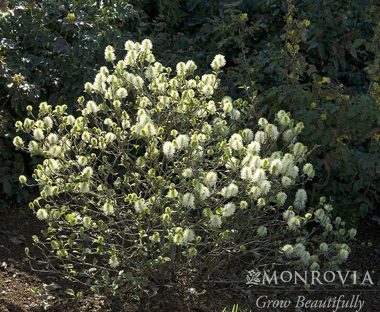 Fothergilla | Mount Airy Fothergilla