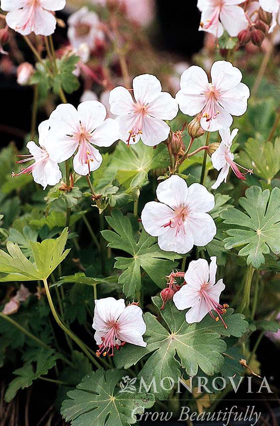 Geranium | Biokovo Cranesbill - 1 Gallon