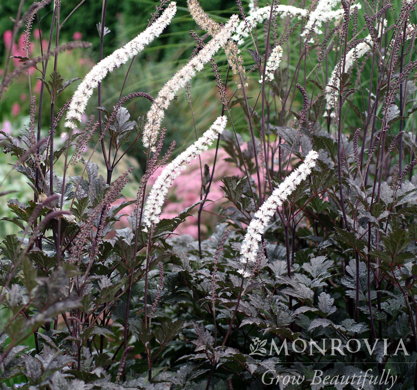 Actaea | Black Negligee Snakeroot