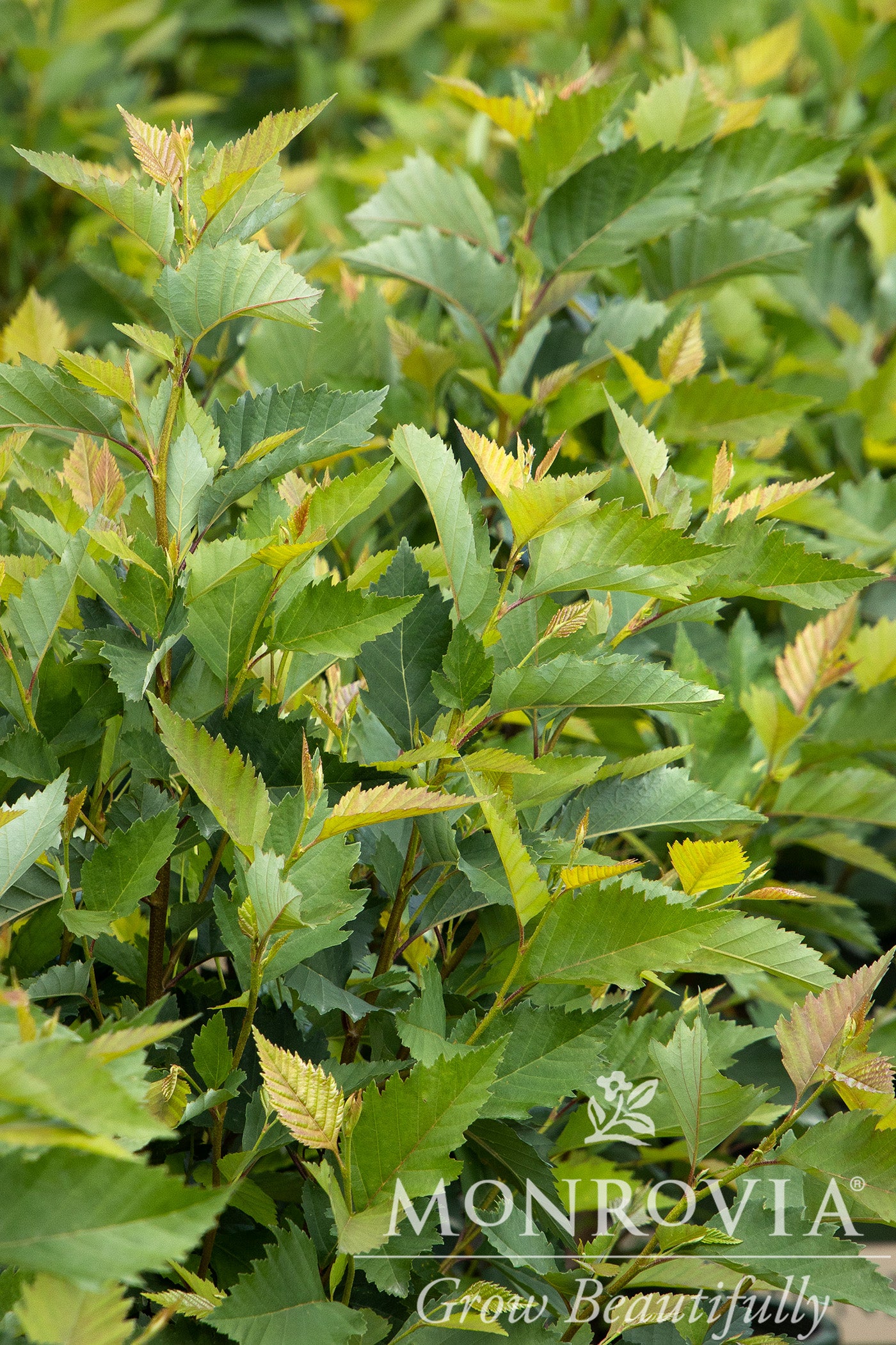 Betula | Fox Valley River Birch