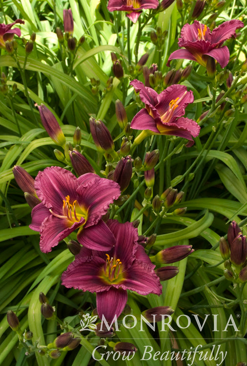 Hemerocallis | Little Grapette Daylily