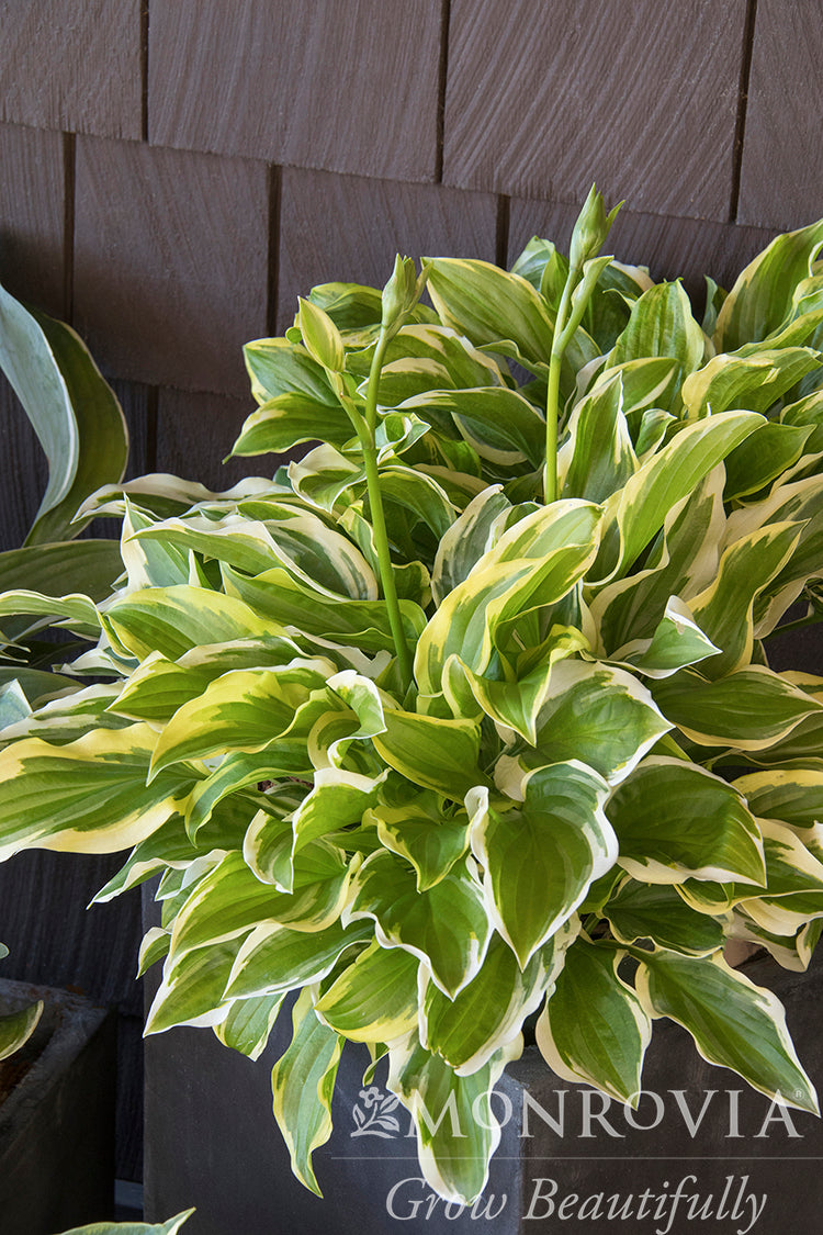 Hosta | So Sweet Hosta