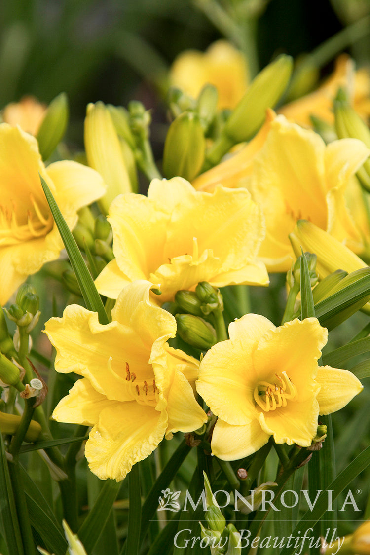 Hemerocallis | Happy Returns Daylily