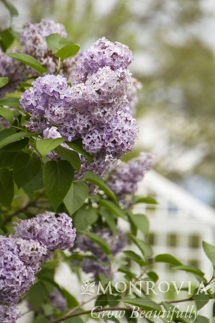 Syringa | Purple Common Lilac