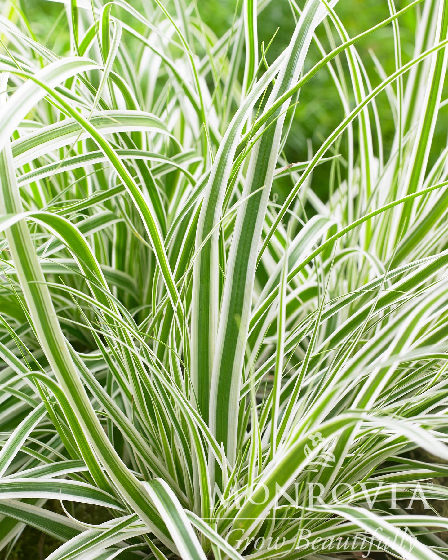 Carex | EverColor Sedge | Everest - 1 Gallon
