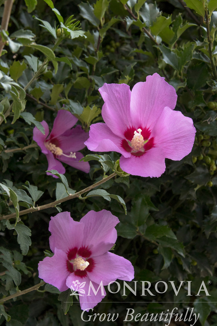 Hibiscus | Chateau d'Amboise Rose of Sharon