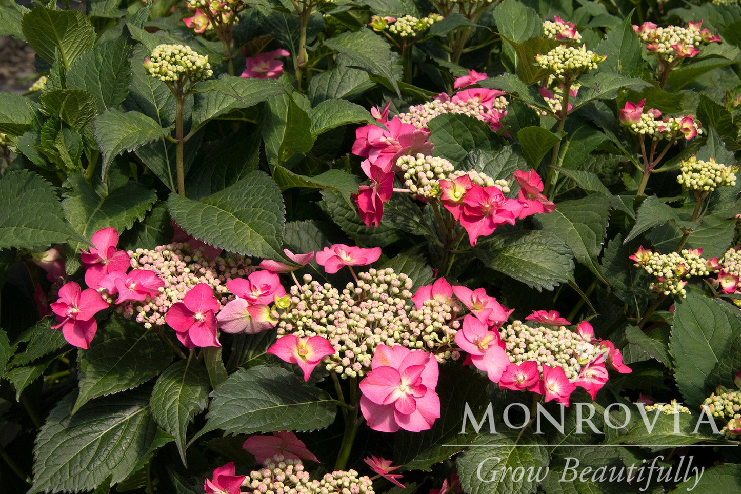 Hydrangea | Cape May Mountain Hydrangea - 5 Gallon
