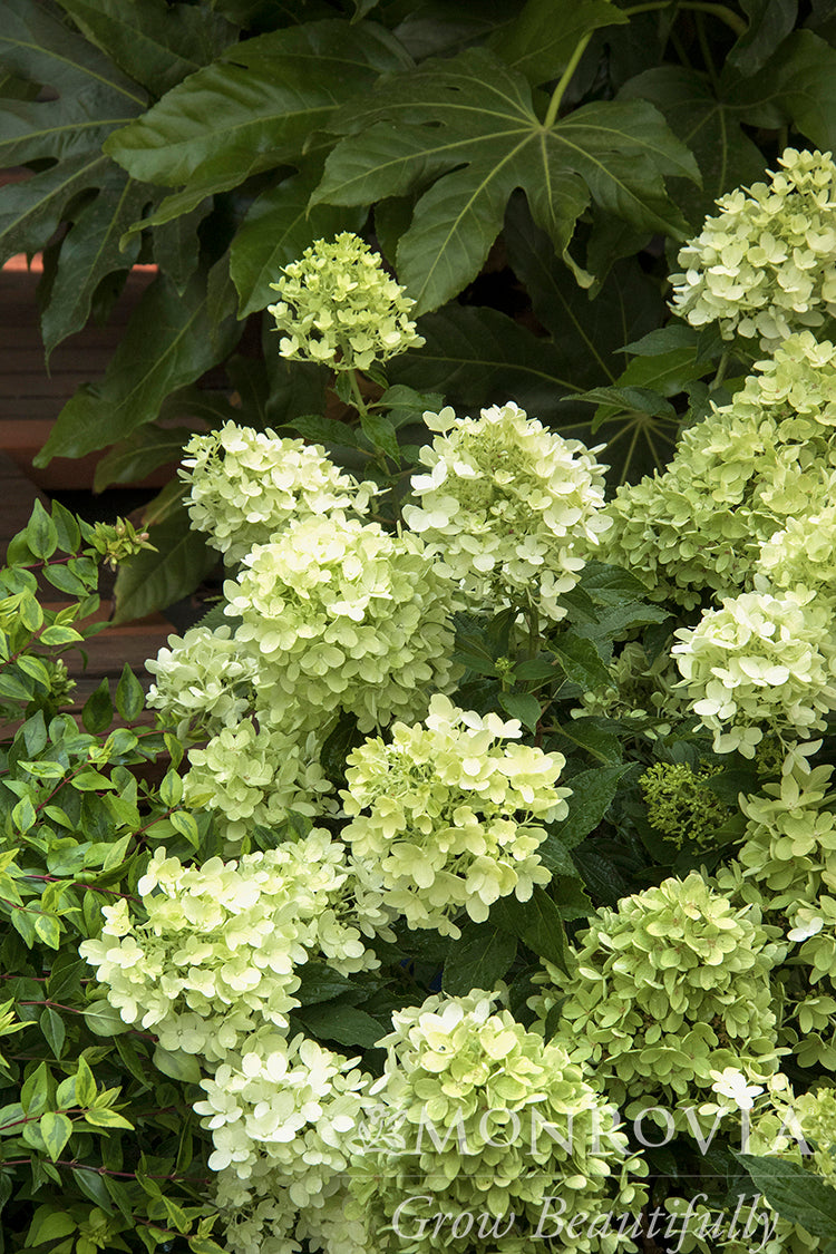 Hydrangea | Candy Apple Panicle Hydrangea - 2 Gallon