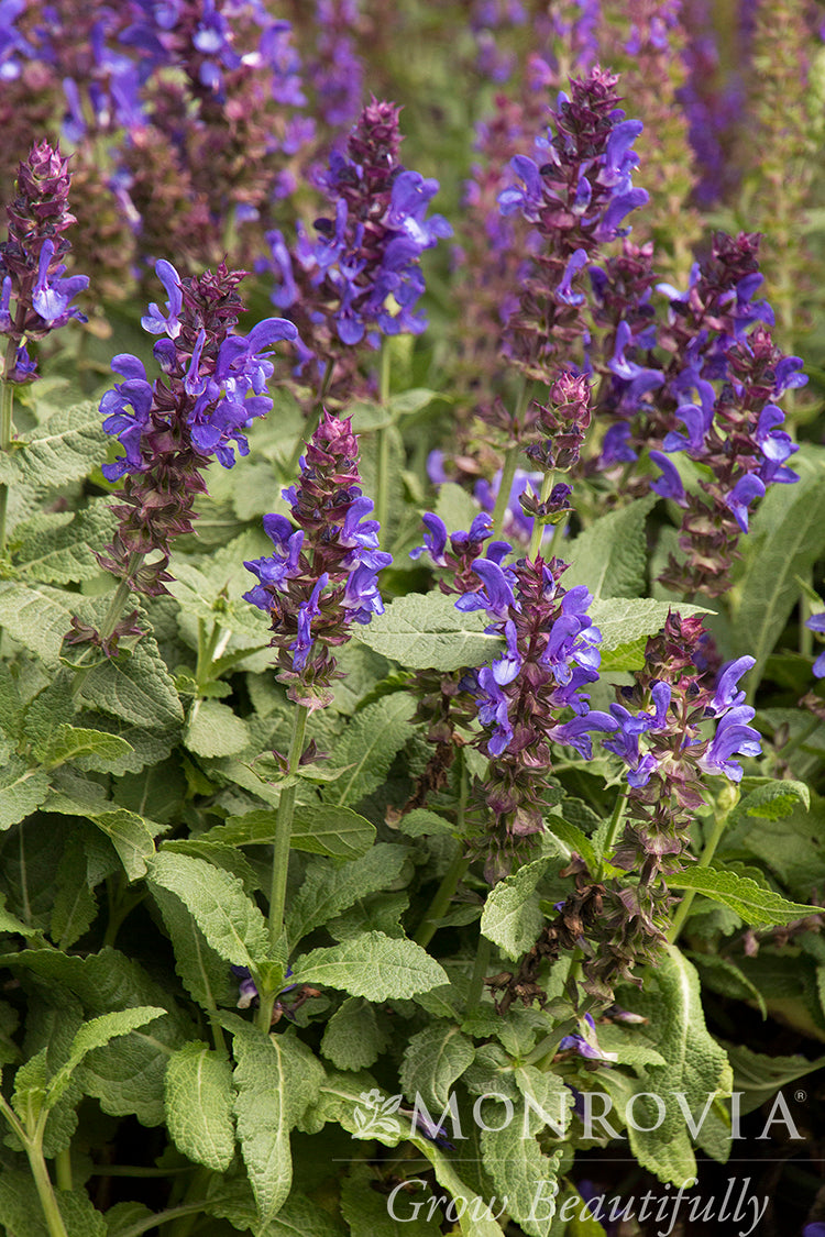 Salvia | Blue Marvel Meadow Sage