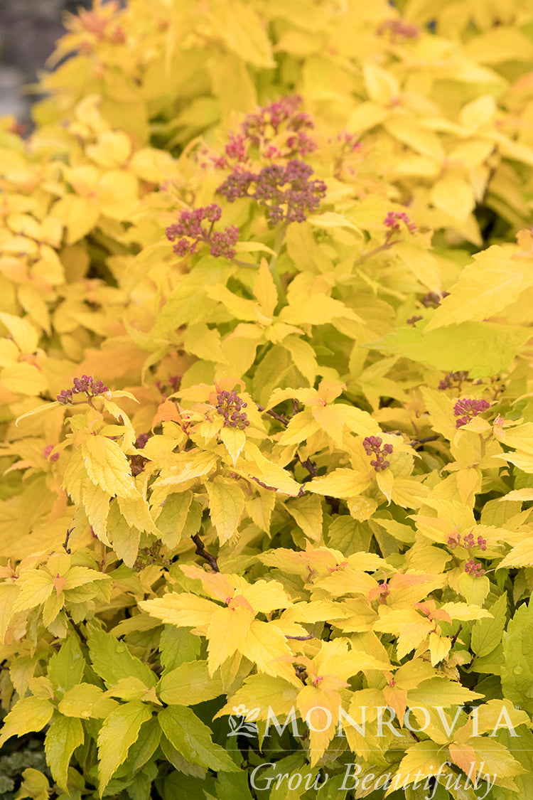 Spiraea | Lil' Sizzle Spirea