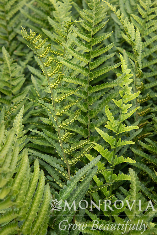 Dryopteris | T-Rex Tokyo Wood Fern