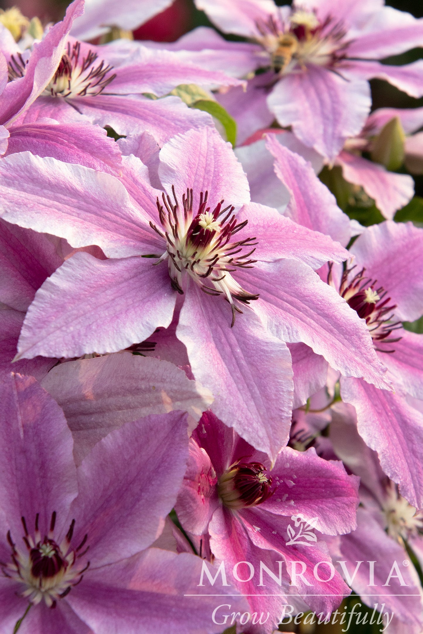 Clematis | Boulevard Clematis | Cherokee - 2 Gallon