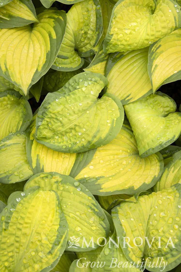 Hosta | Brother Stefan Hosta