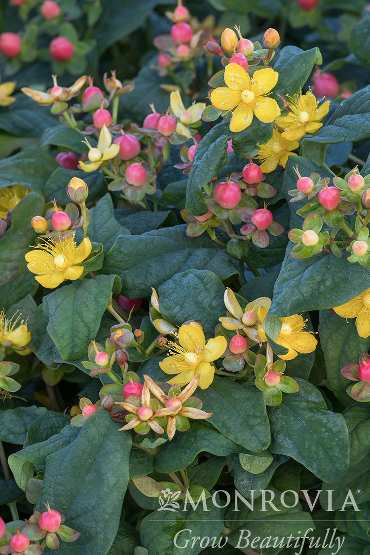 Hypericum | FloralBerry St. John's Wort