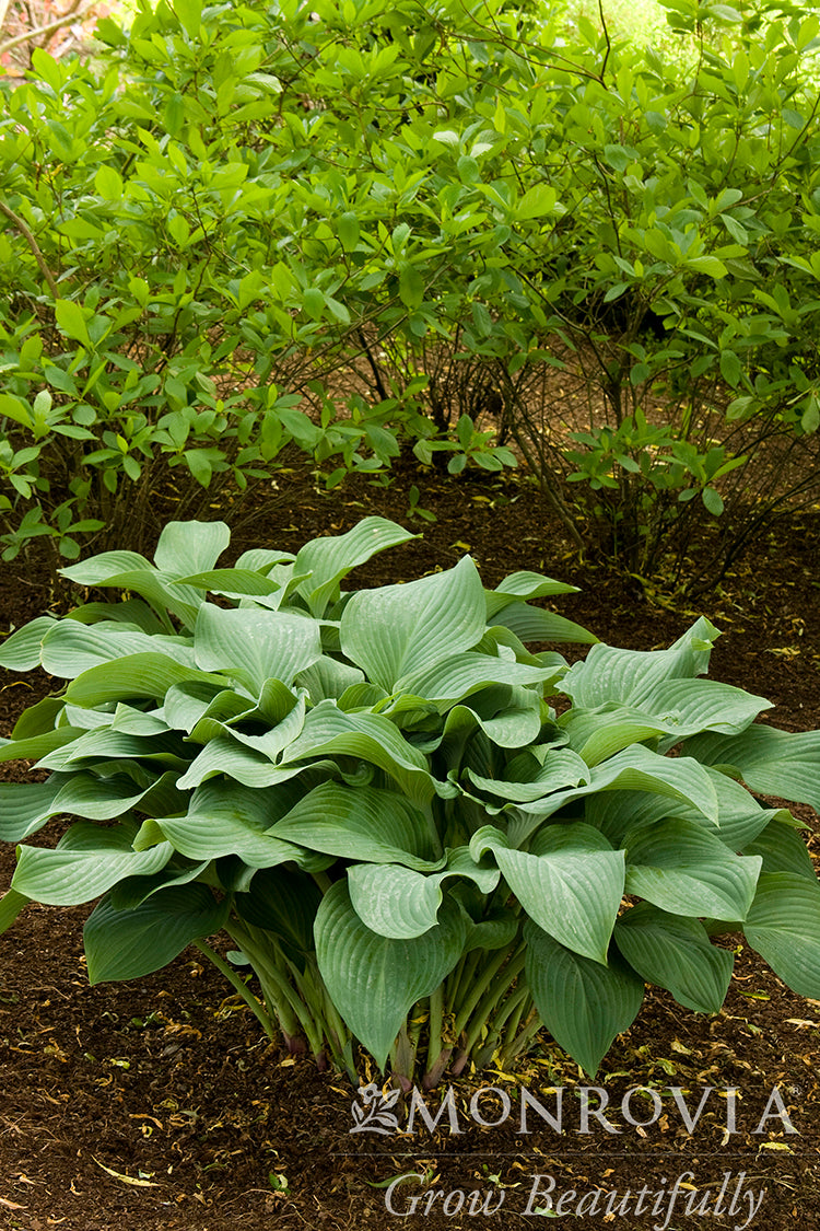 Hosta | Krossa Regal Hosta - 1 Gallon