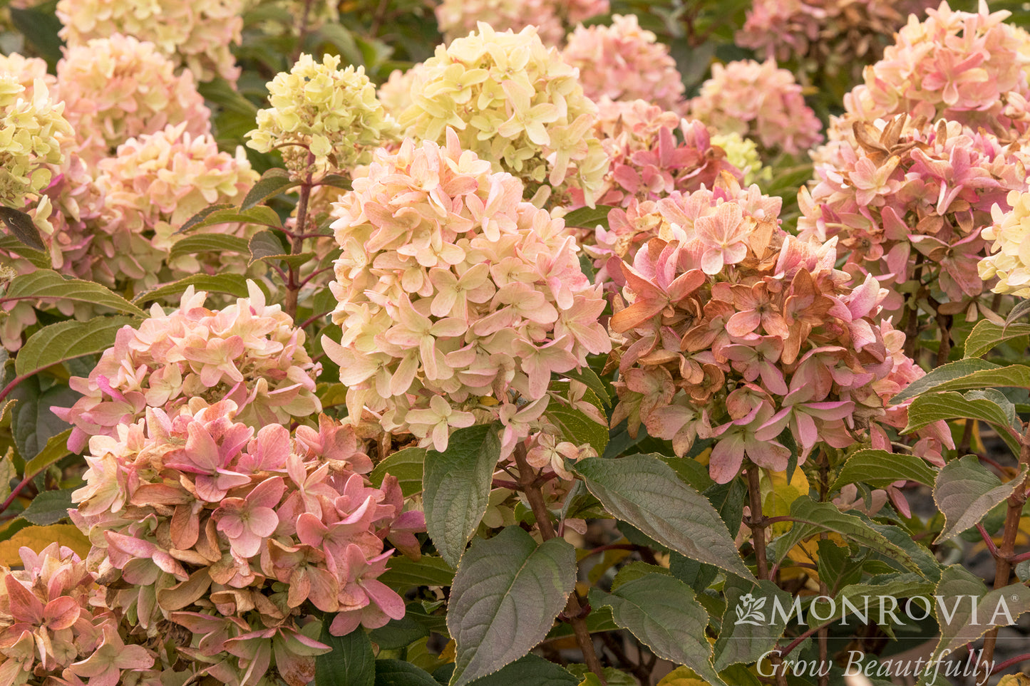 Hydrangea | Strawberry Shake Panicle Hydrangea