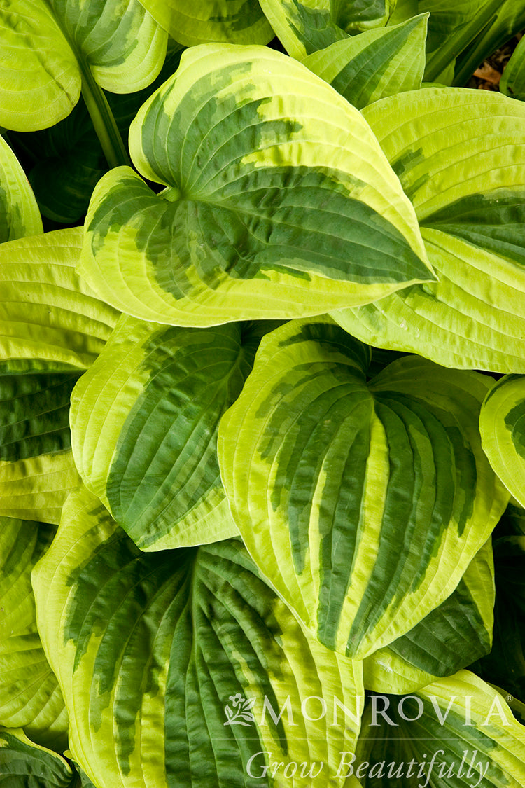 Hosta | Wide Brim Hosta