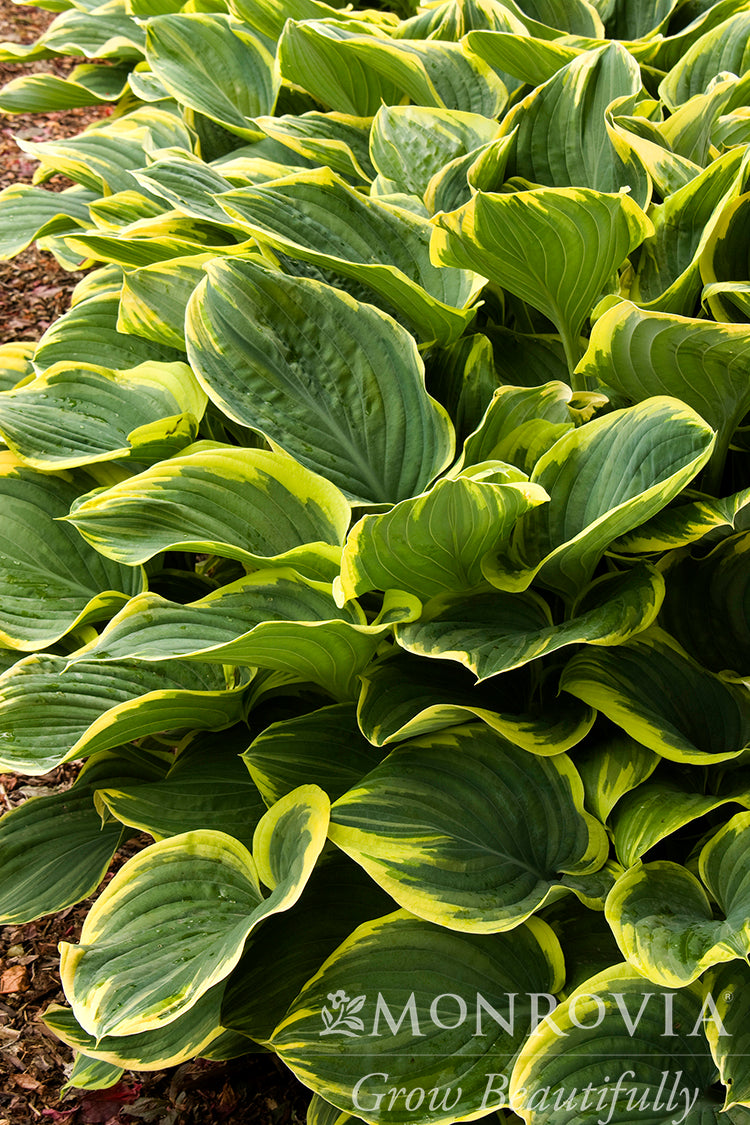 Hosta | Sagae Hosta