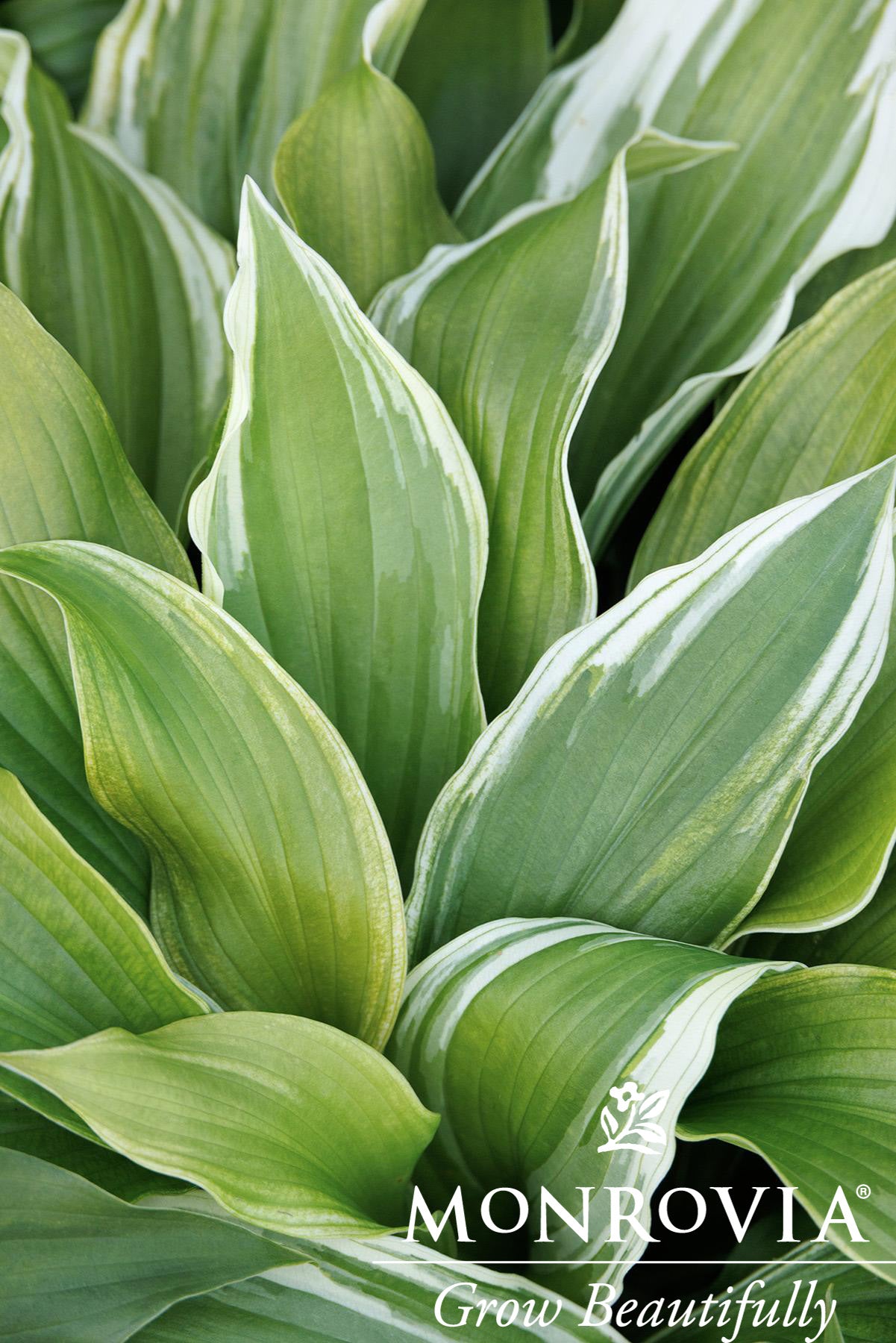 Hosta | Golden Tiara Hosta - 1 Gallon