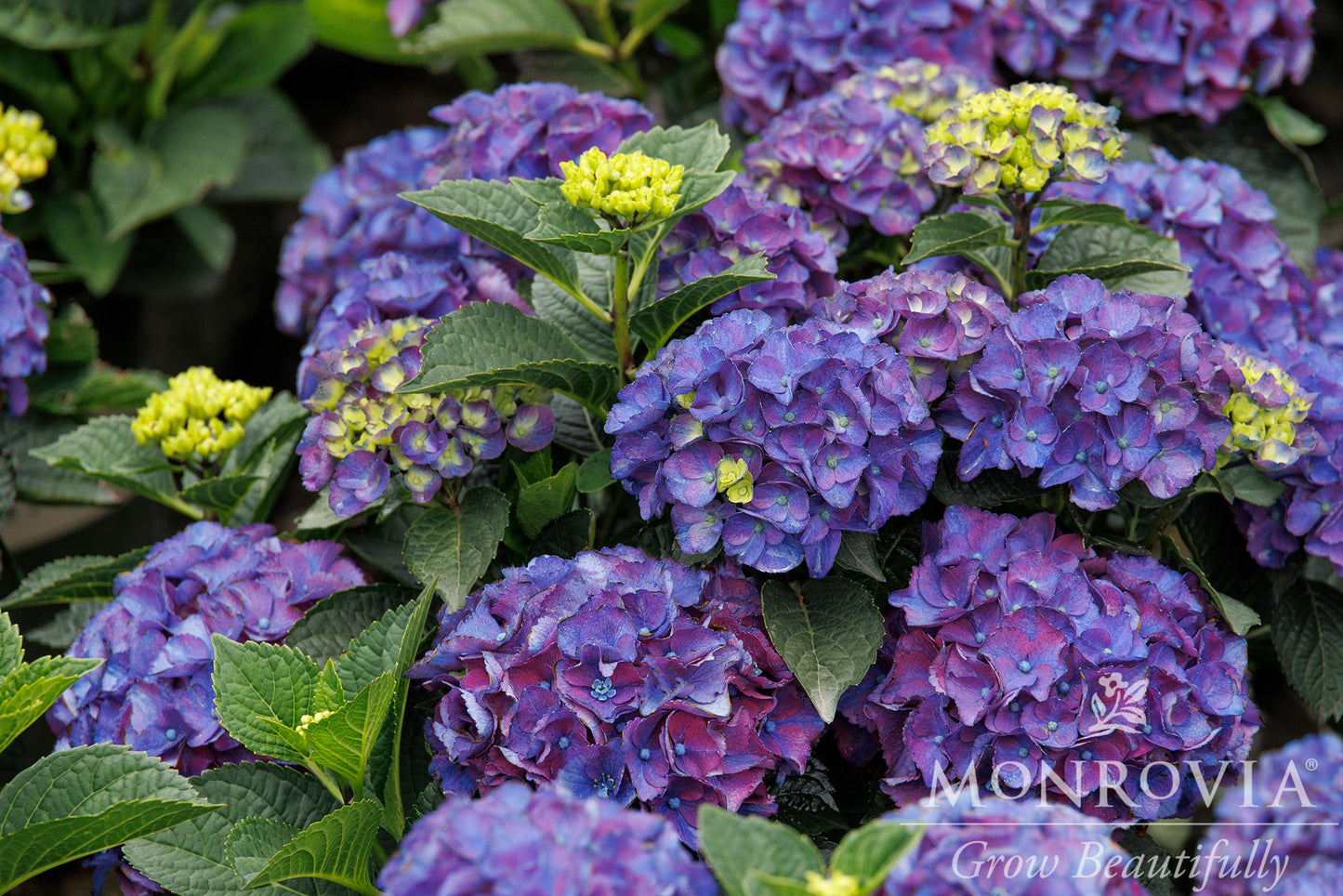 Hydrangea | Newport Bigleaf Hydrangea - 5 Gallon