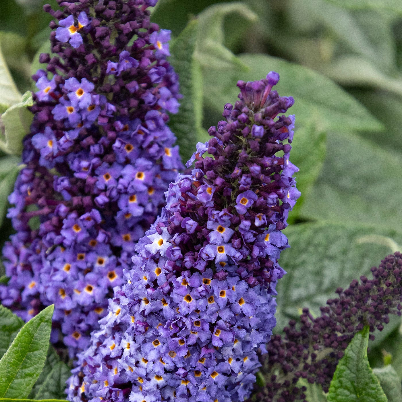 Buddleia | Pugster Butterfly Bush | Blue - 3 Gallon