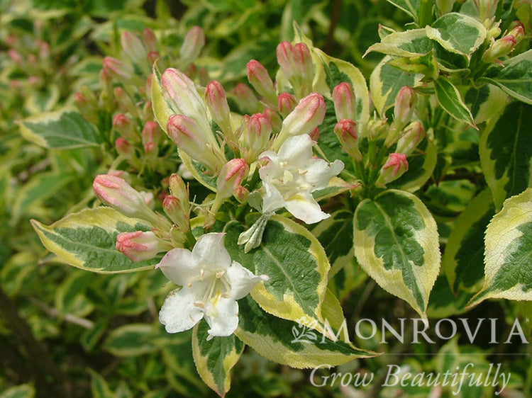 Weigela | Mor Colorful Weigela