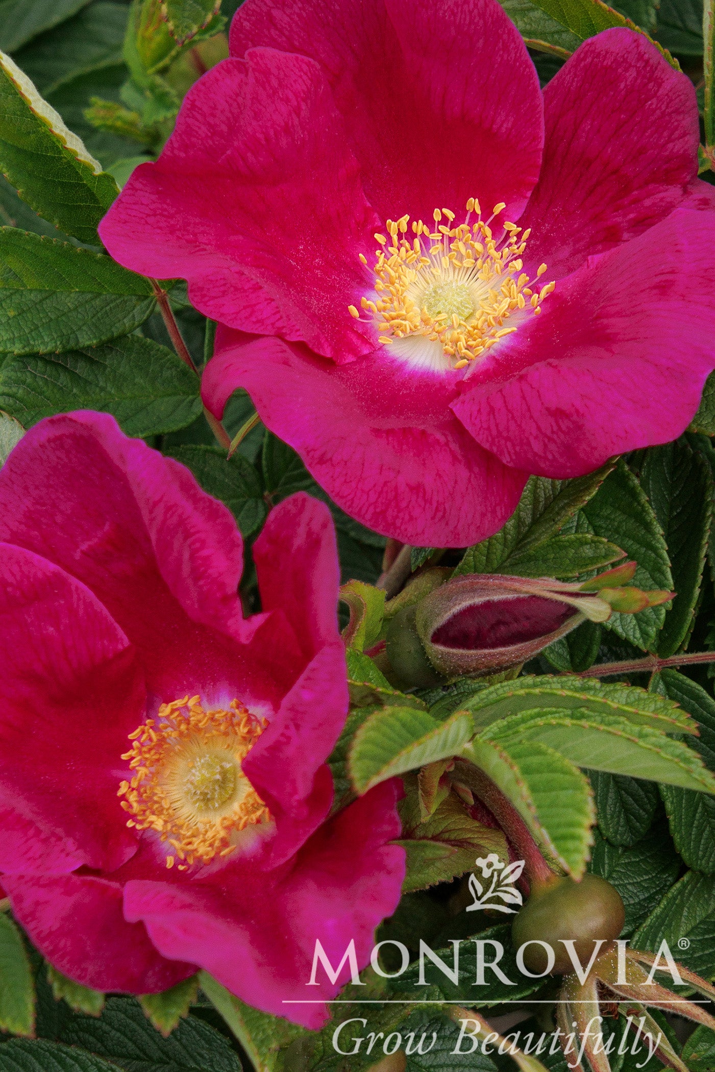 Rosa | Seaside Swirl Rose