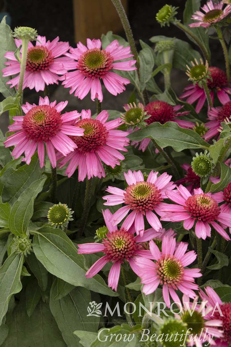 Echinacea | Delicious Candy Coneflower
