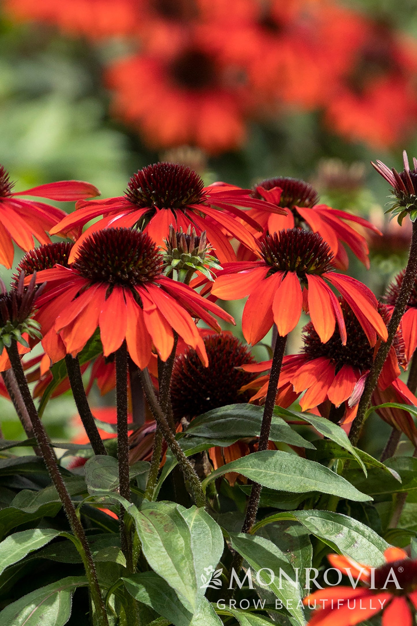 Echinacea | Sombrero Coneflower | Sangrita - 1 Gallon