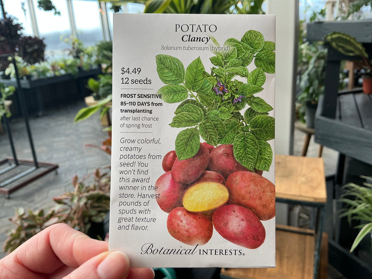 Solanum | Potato Seed