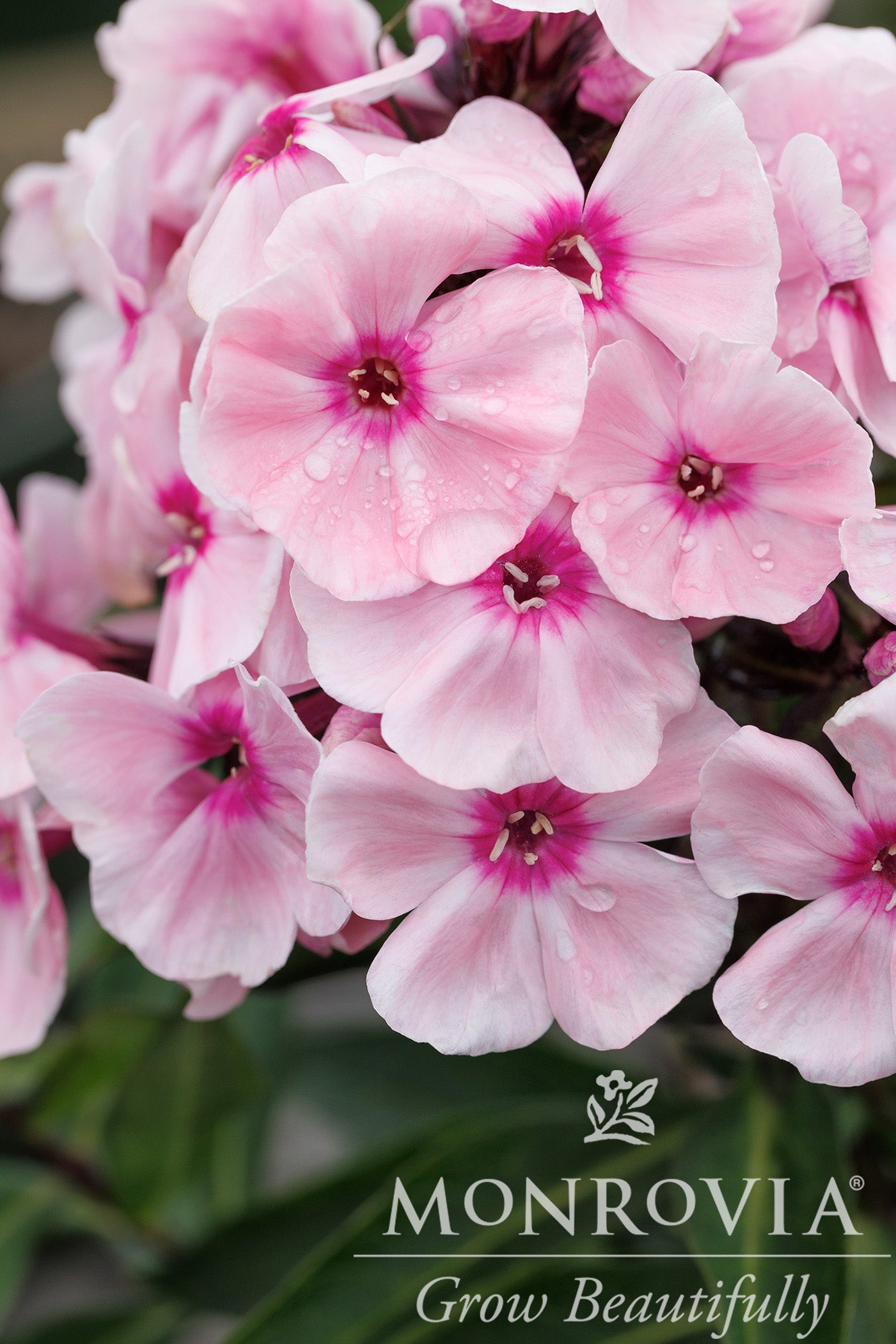 Phlox | Sweet Summer Garden Phlox