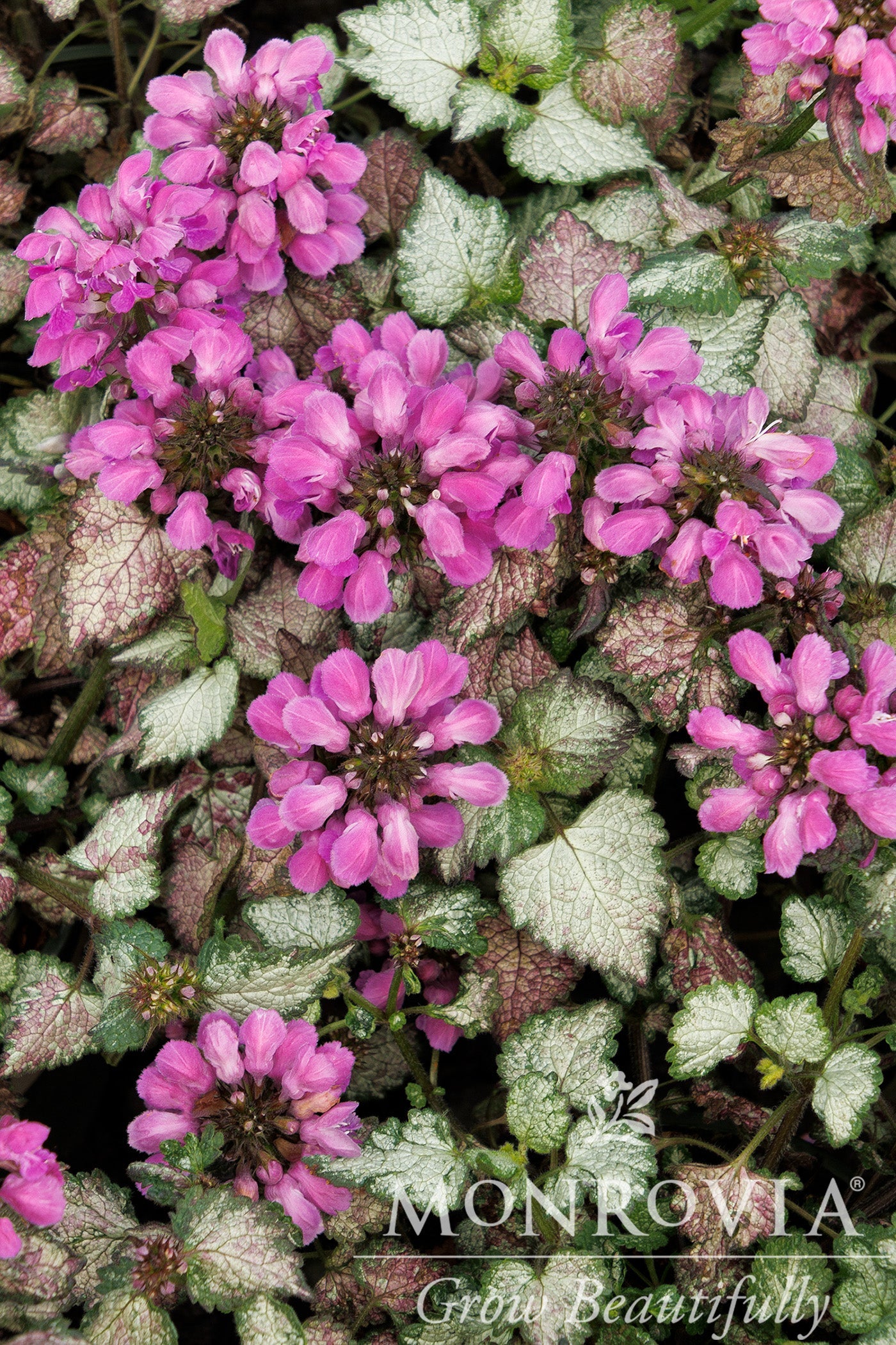 Lamium | Lami Dark Purple Dead Nettle - 1 Gallon