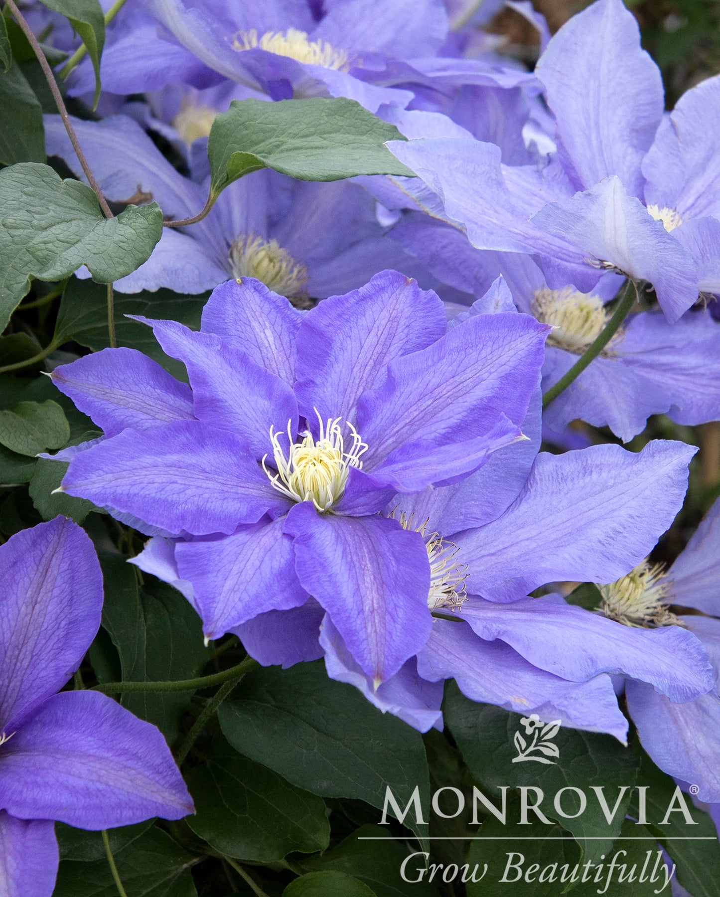 Clematis | H. F. Young Clematis