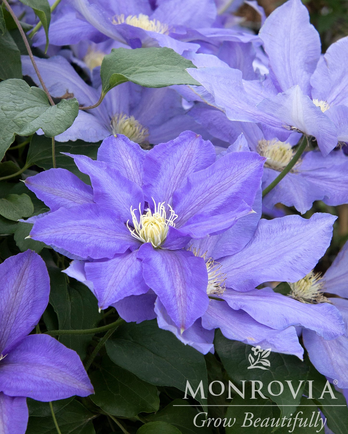 Clematis | H. F. Young Clematis - 1 Gallon