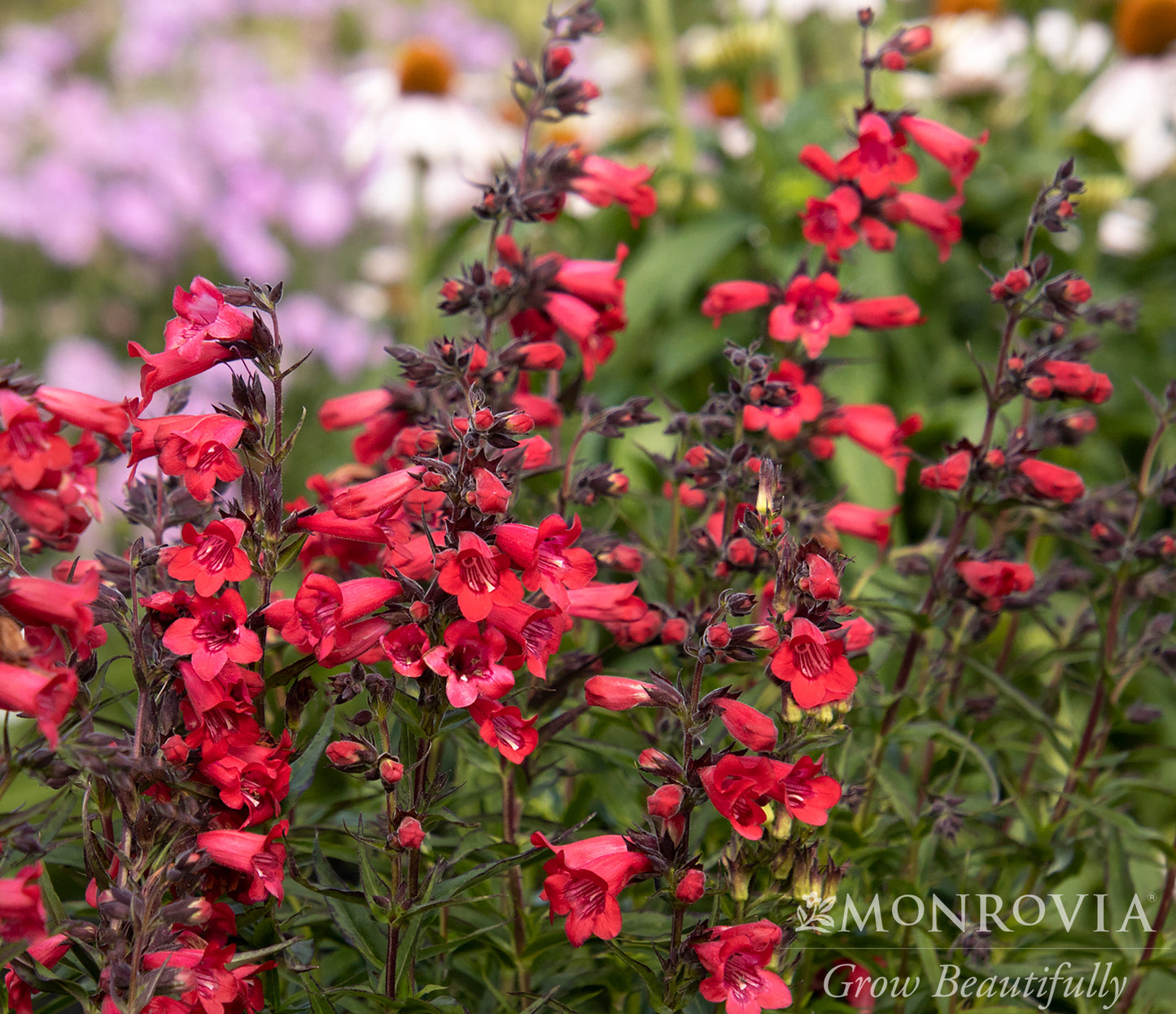 Penstemon | Harlequin Beardtongue